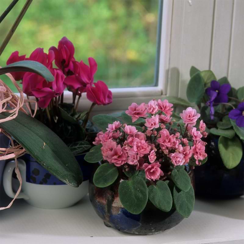 African Violet Varieties