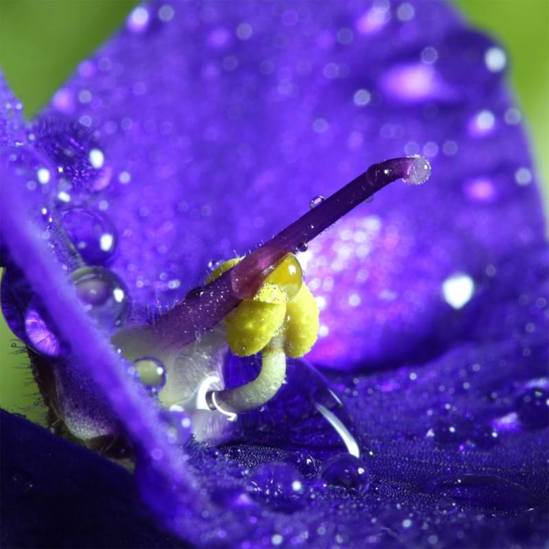 If you know the causes of African violet diseases, you'll be able to stop your plant from getting damaged or diseased in the first place.