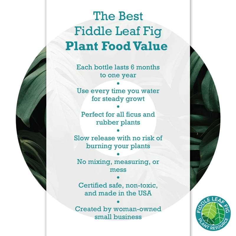 Fiddle Leaf Fig Plant Food