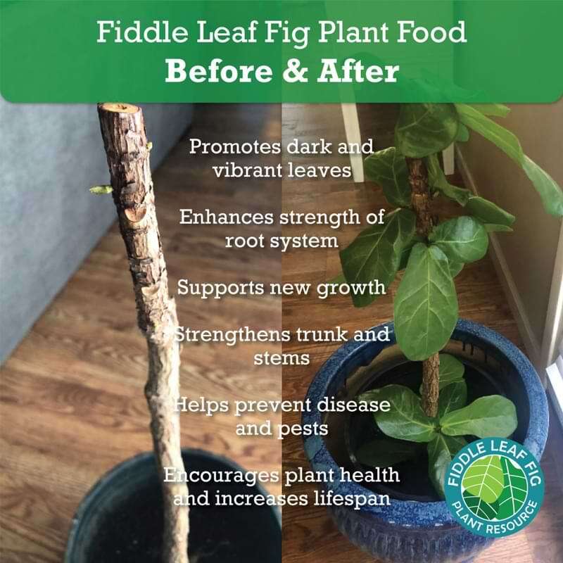 Fiddle Leaf Fig Plant Food