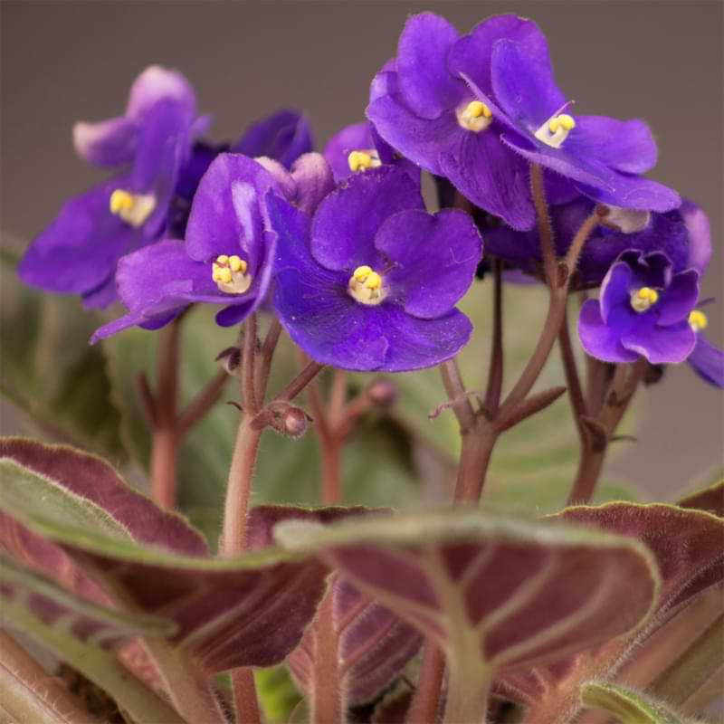 Keep reading to find out how to care for your Saintpaulia Ionantha African violet to keep it thriving and prolific.