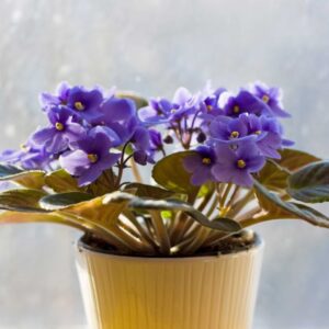 Saintpaulia Ionantha African Violet Care Guide