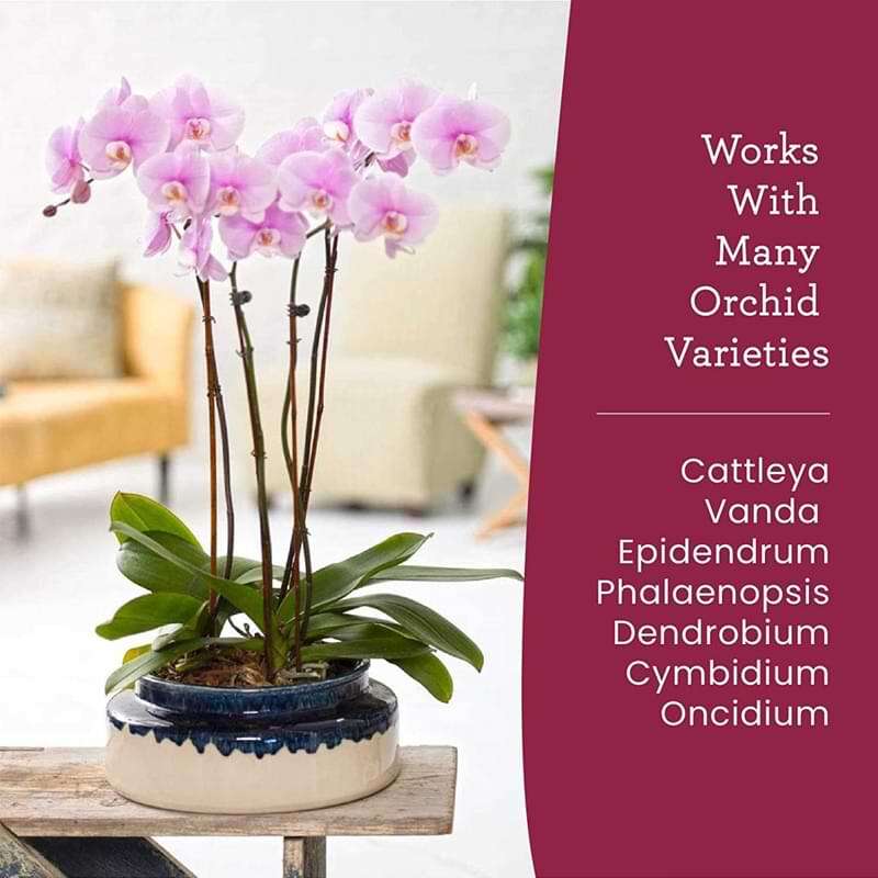 Premium Orchid Food