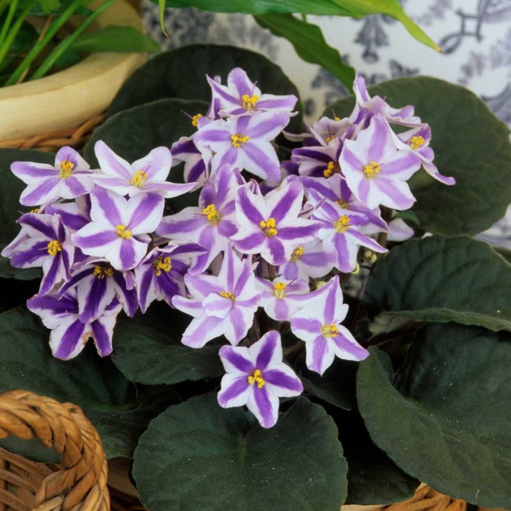 African Violets Poisonous to Dogs