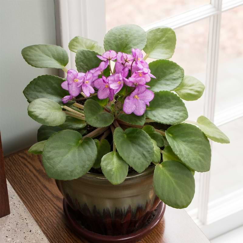 The answer is no when asking are African violets poisonous to dogs; neither the plants nor the leaves are poisonous to your pet.