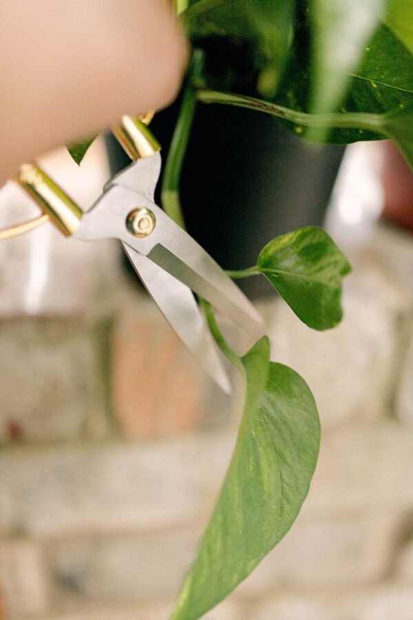 Houseplant Scissors and Pruning Shears