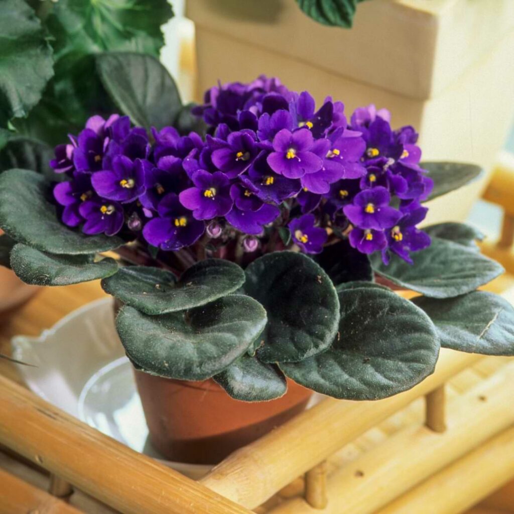 How Big Do African Violets Get