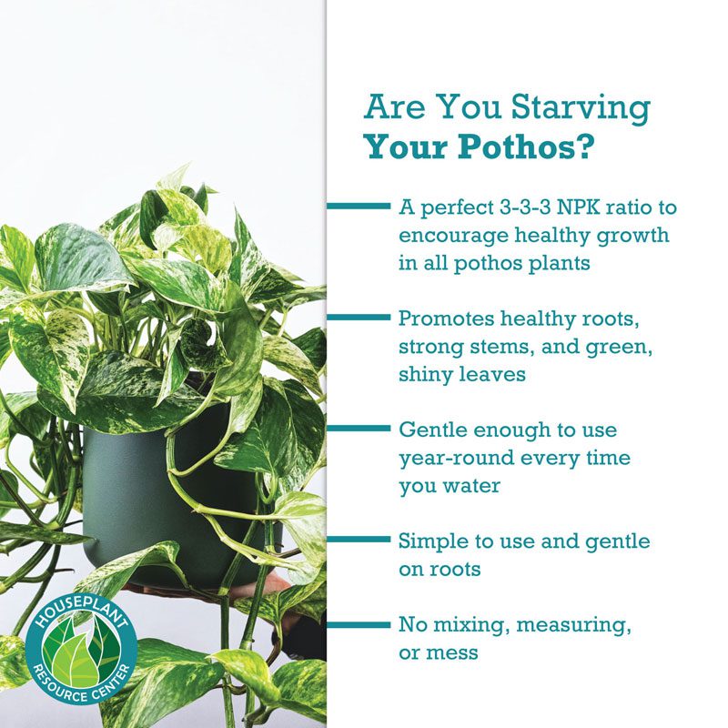 Pothos Plant Food