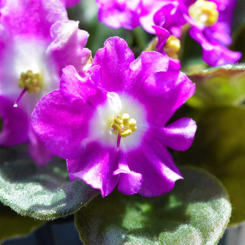 African Violet Get Too Much Ligh