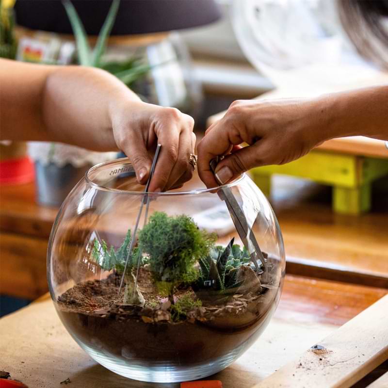 African Violet Terrarium