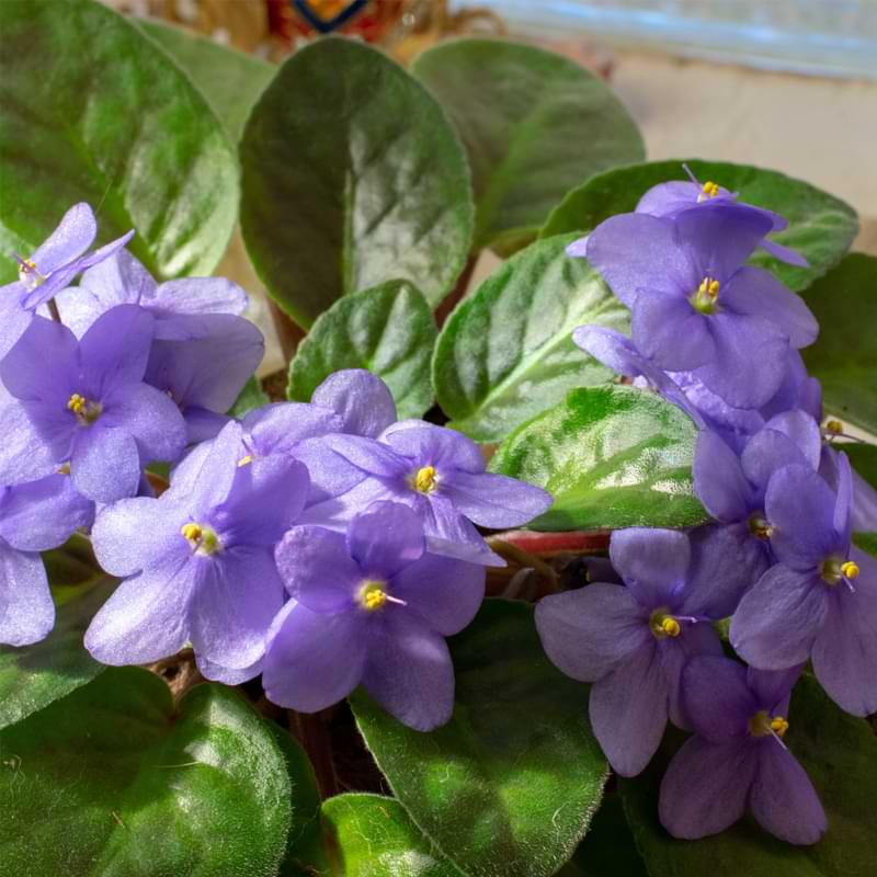 How Big Do African Violets Get