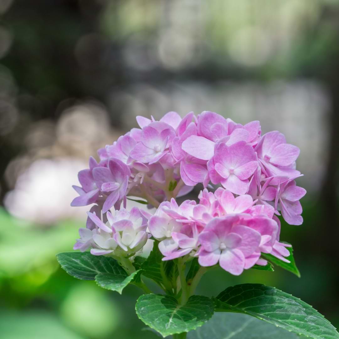 How To Divide An African Violet Crown Splitting African Violet Babies