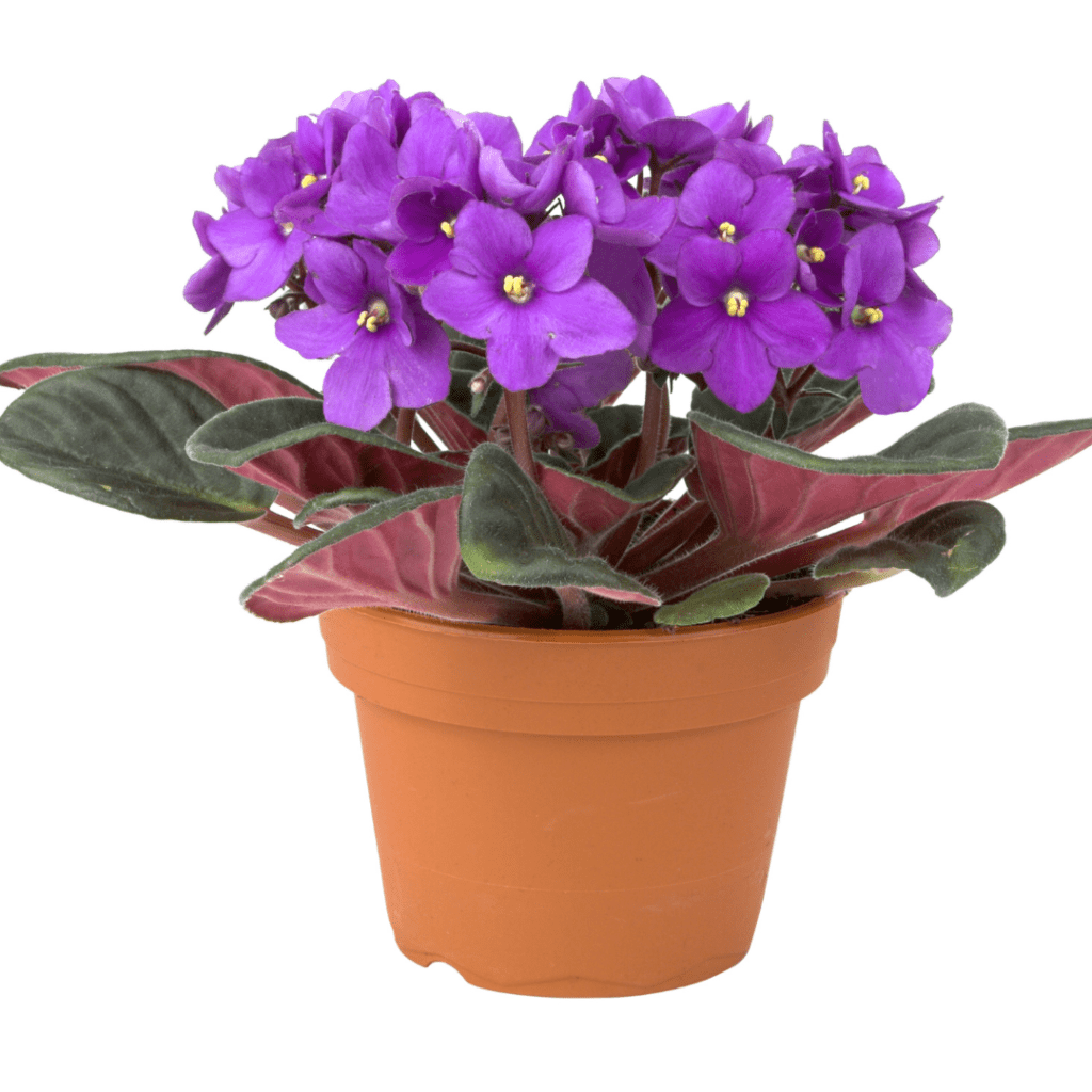 how to divide african violet crown