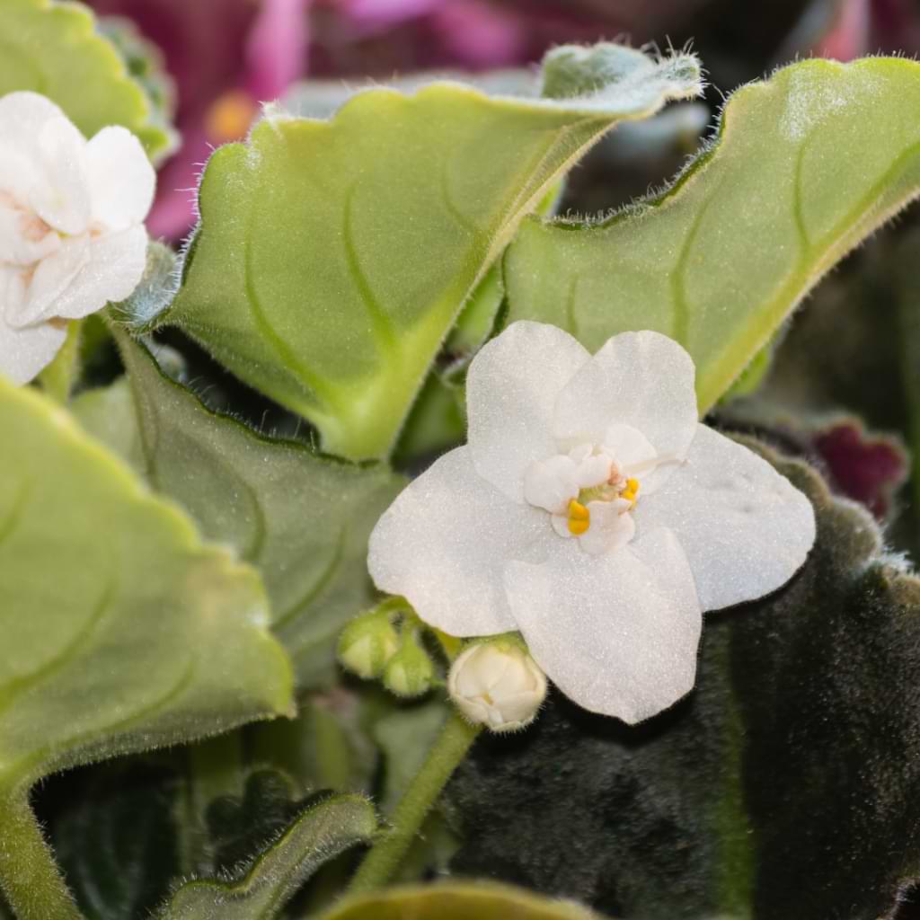 These seven types of white African violets are more commonly found and are simply stunning! A great way to add a pop of color to your home!