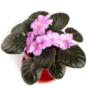 Common African Violet Crown Problems