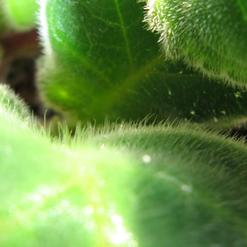 Why Do African Violets Have Fuzzy Leaves