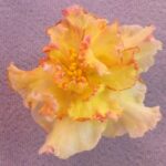 3 African Violets with Yellow Flowers