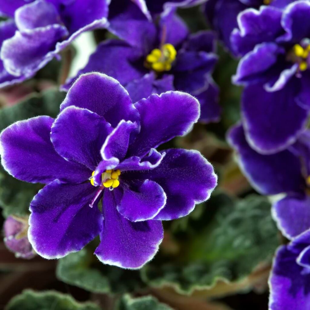 Transplanting African Violets