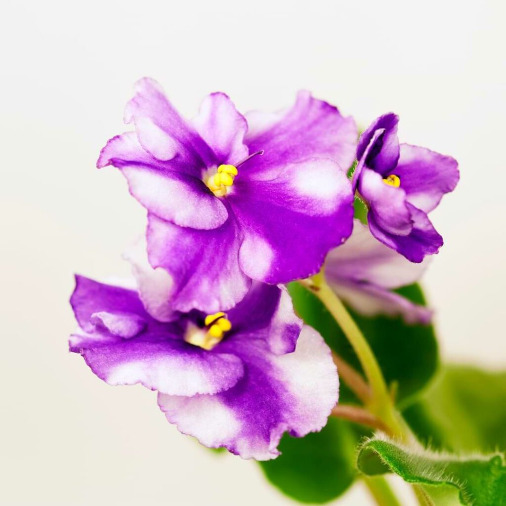 African Violet From a Leaf Cutting