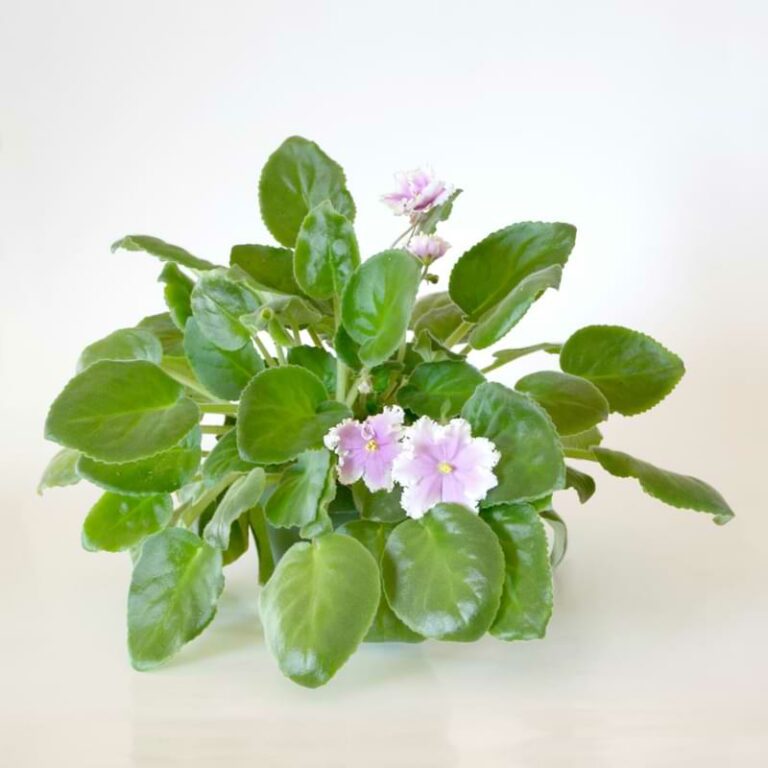 Why is my African Violet Wilting Causes & How To Fix