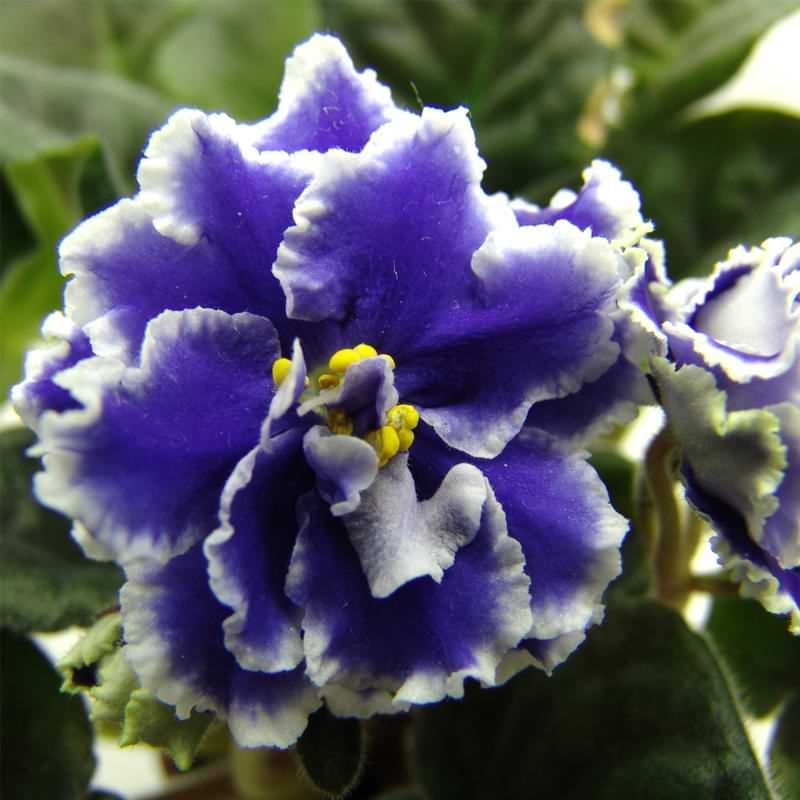 Blue African Violets