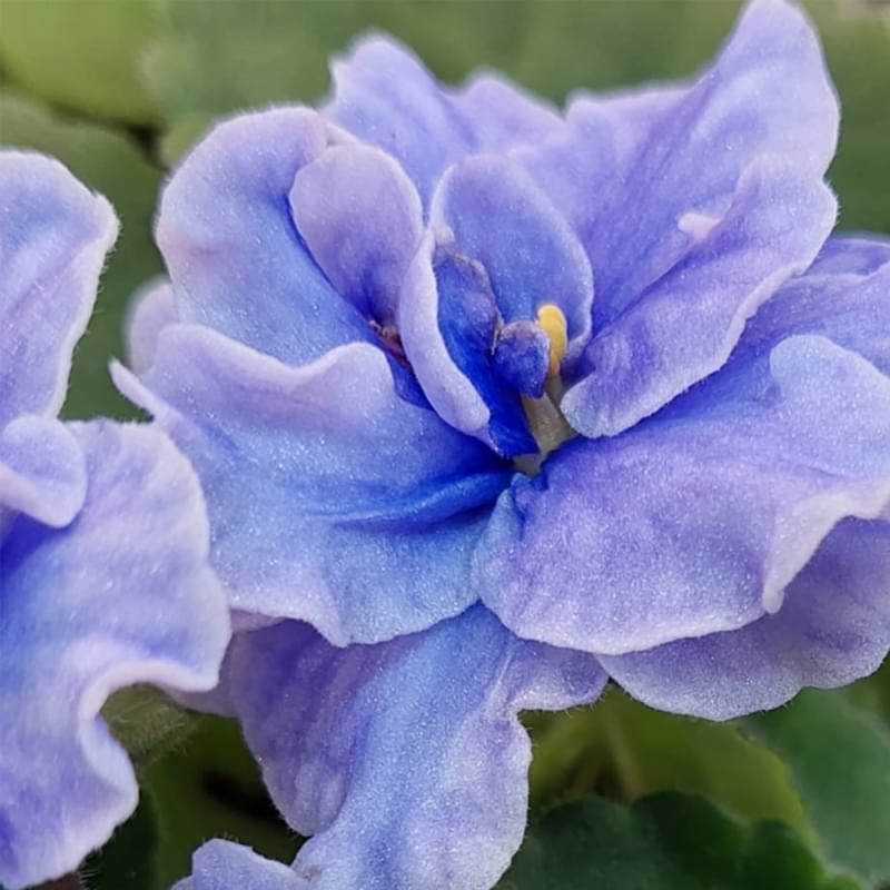 Live house plant purple bloom variegated African Violet Harmony's