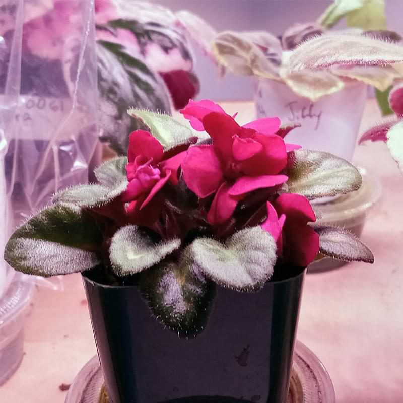 Red african violets