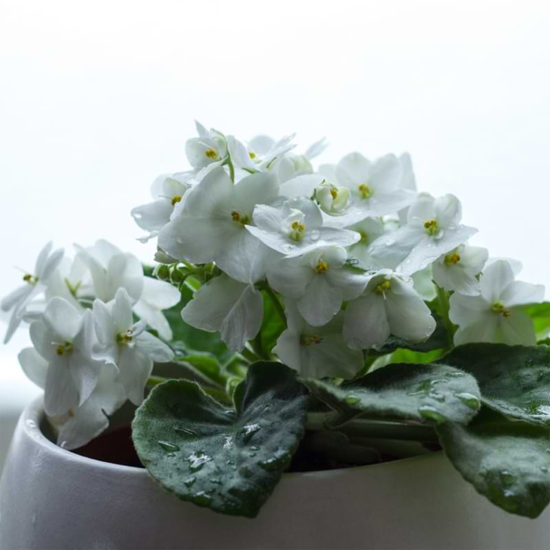 These seven types of white African violets are more commonly found and are simply stunning! A great way to add a pop of color to your home!