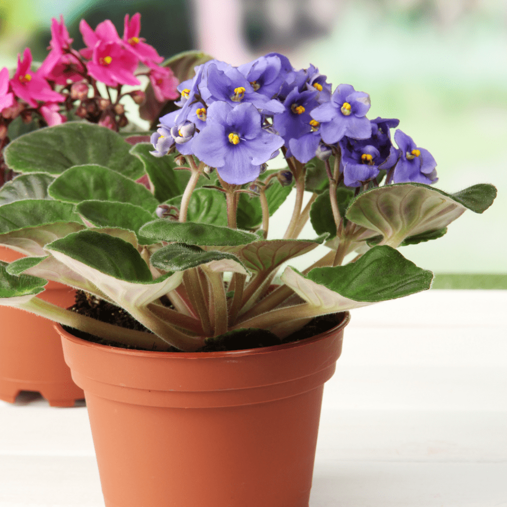 Why African Violets grow sideways is usually because the main stem has grown too tall to support the whole plant.