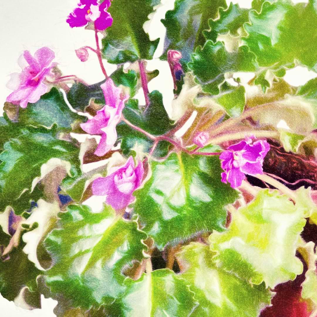 Why African Violets Grow Sideways and How to Fix It African Violet