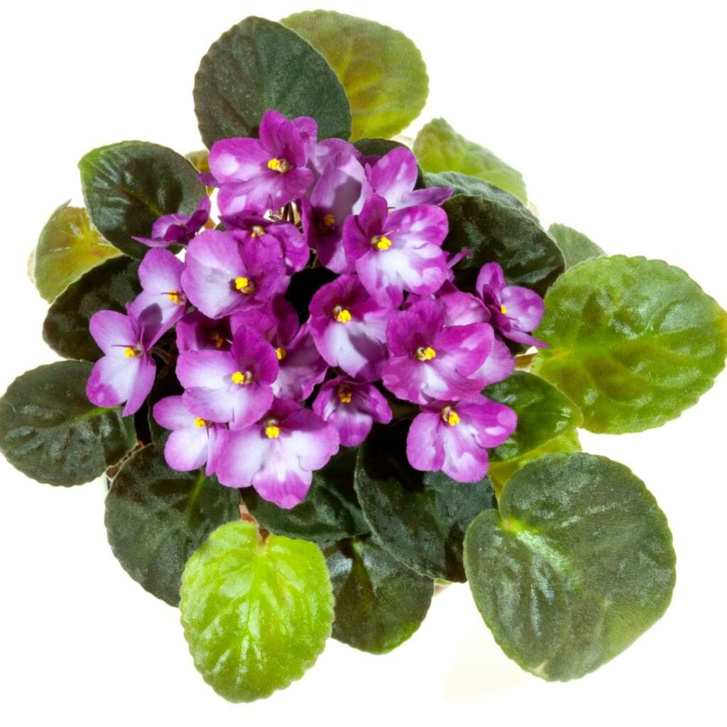Stop wondering why your African Violet leaves turning light green and start fixing the problem with our detailed guide.