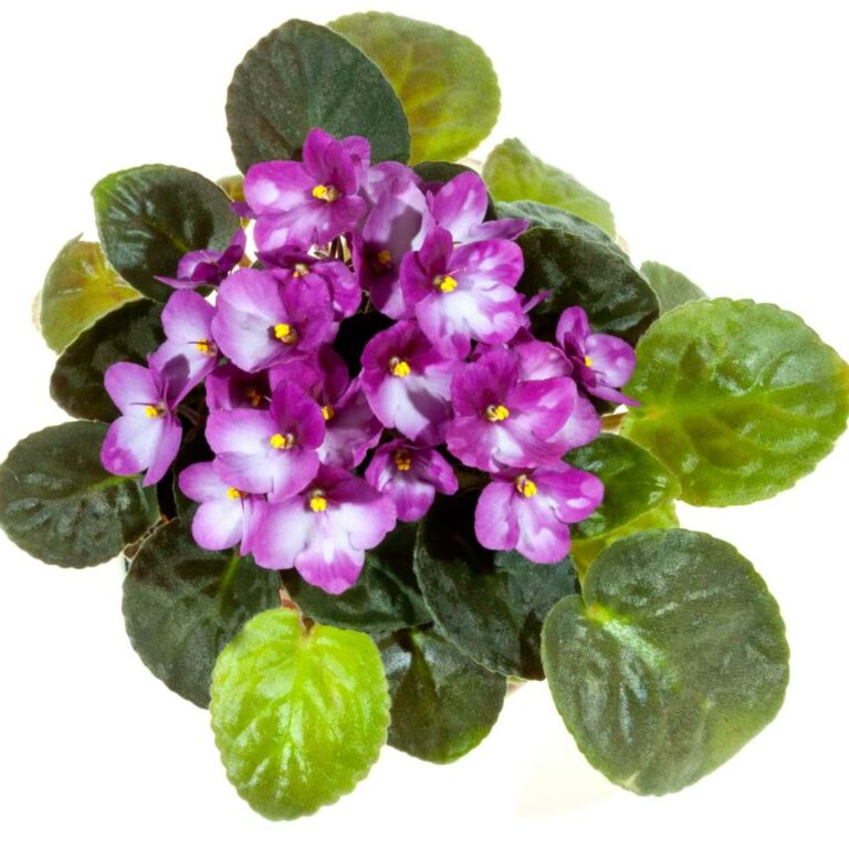 African Violet Leaves Turning Light Green?