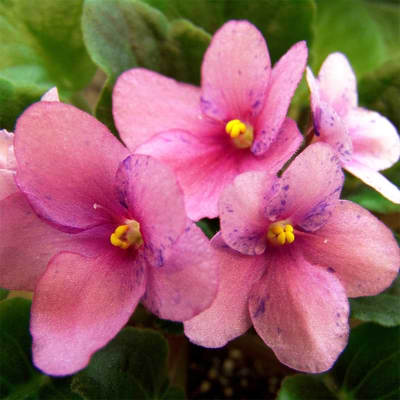 Whether you're an experienced gardener or just starting out, you’ll be able to follow these simple stepson how to hybridize African violets.