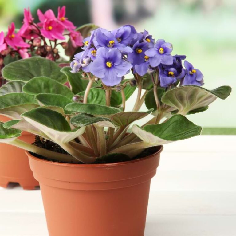 Why African Violets Grow Sideways and How to Fix It African Violet