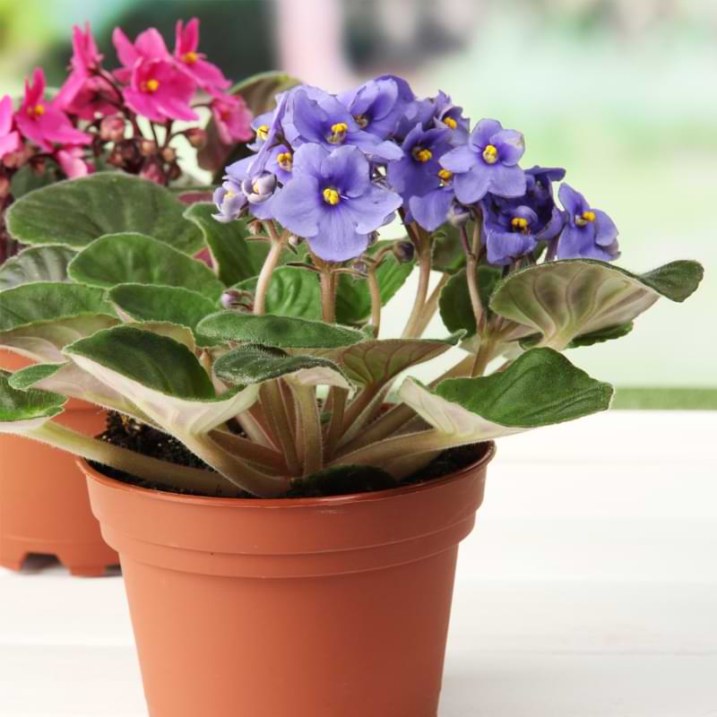 Why African Violets grow sideways is usually because the main stem has grown too tall to support the whole plant.