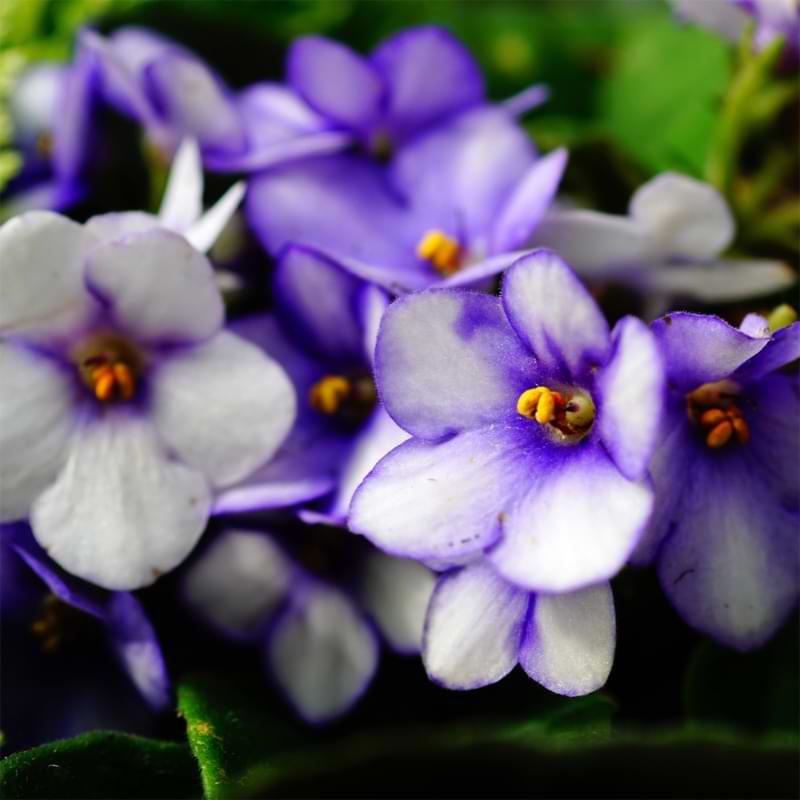 Gauging optimal humidity for any houseplant is tricky. We answer all your questions about “Do African Violets Like Humidity?” in this in depth guide.