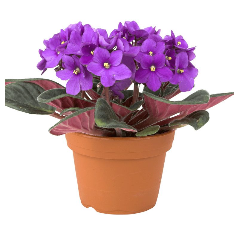 African-Violet-Flowers-Grow