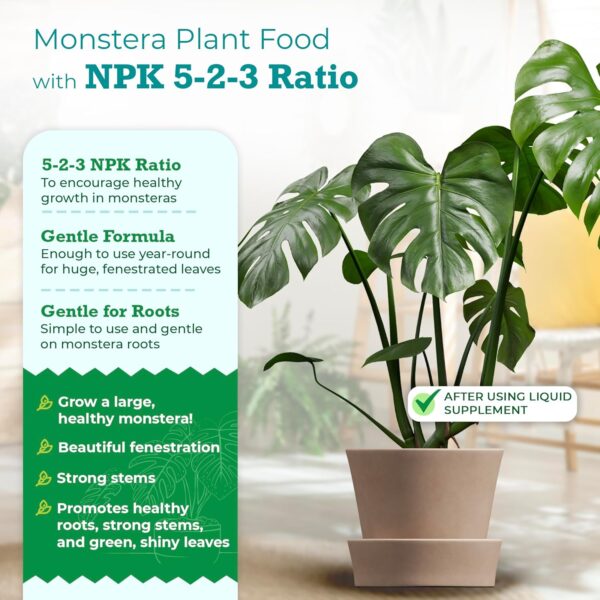 Monstera Plant