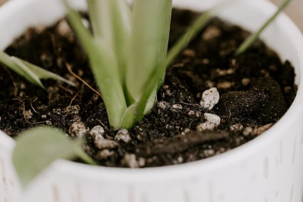 Monstera Potting Soil