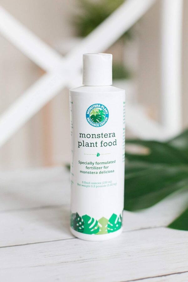 Monstera Plant Care