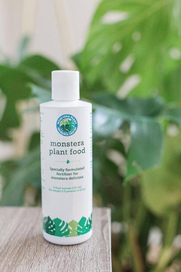 Monstera Plant Care